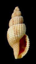 Raphitoma&nbsp;cfr. pruinosa